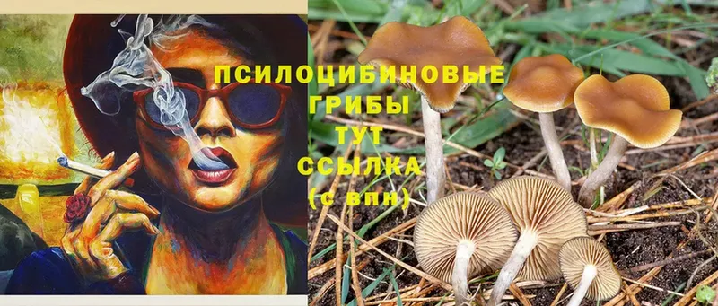 Псилоцибиновые грибы Psilocybine cubensis  Верхняя Тура 